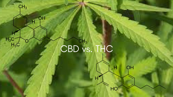 CBD-vs-THC RESTART CBD OIL