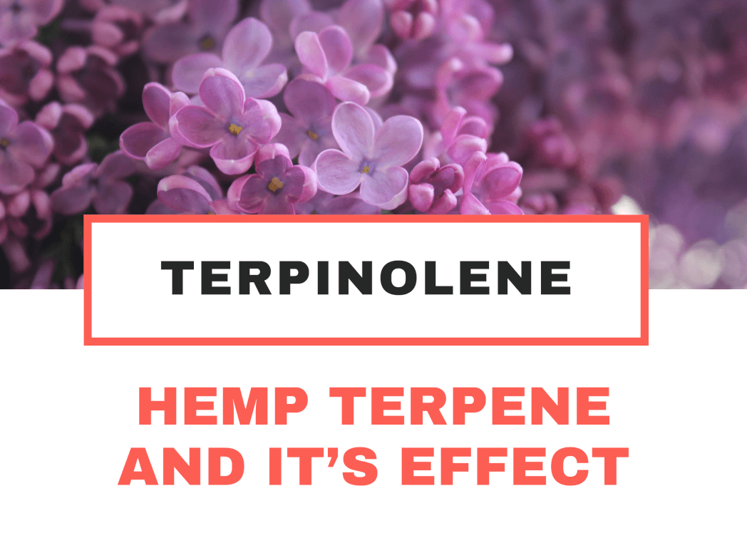 TOP TERPENE IN HEMP FLOWER: LINALOOL