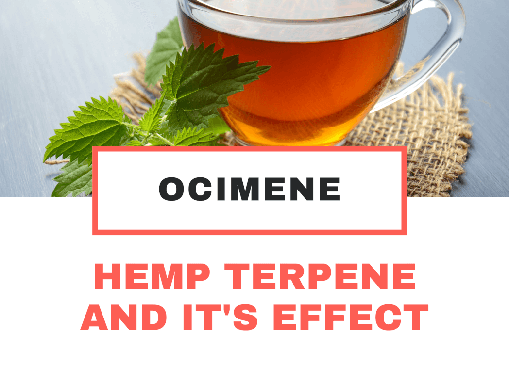 Hemo Terpene And It’s Effects: Ocimene