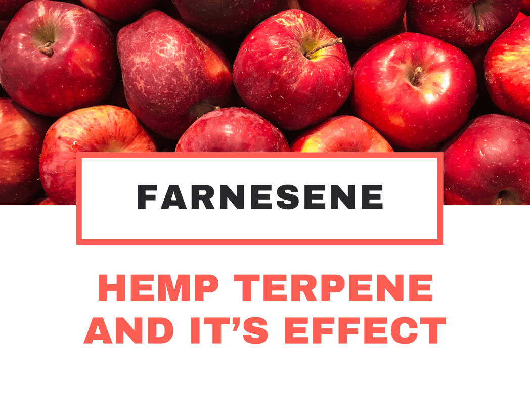 HEMP TERPENE AND IT’S EFFECT: FARNESENE