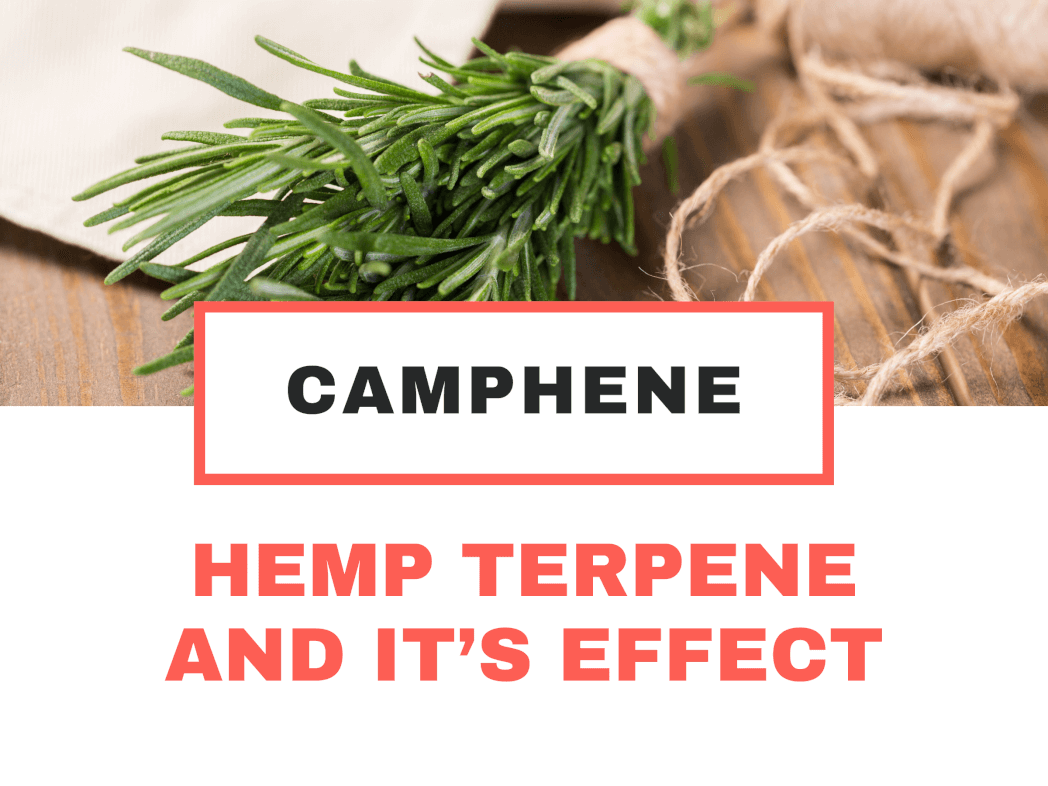 HEMP TERPENE AND IT’S EFFECT: CAMPHENE