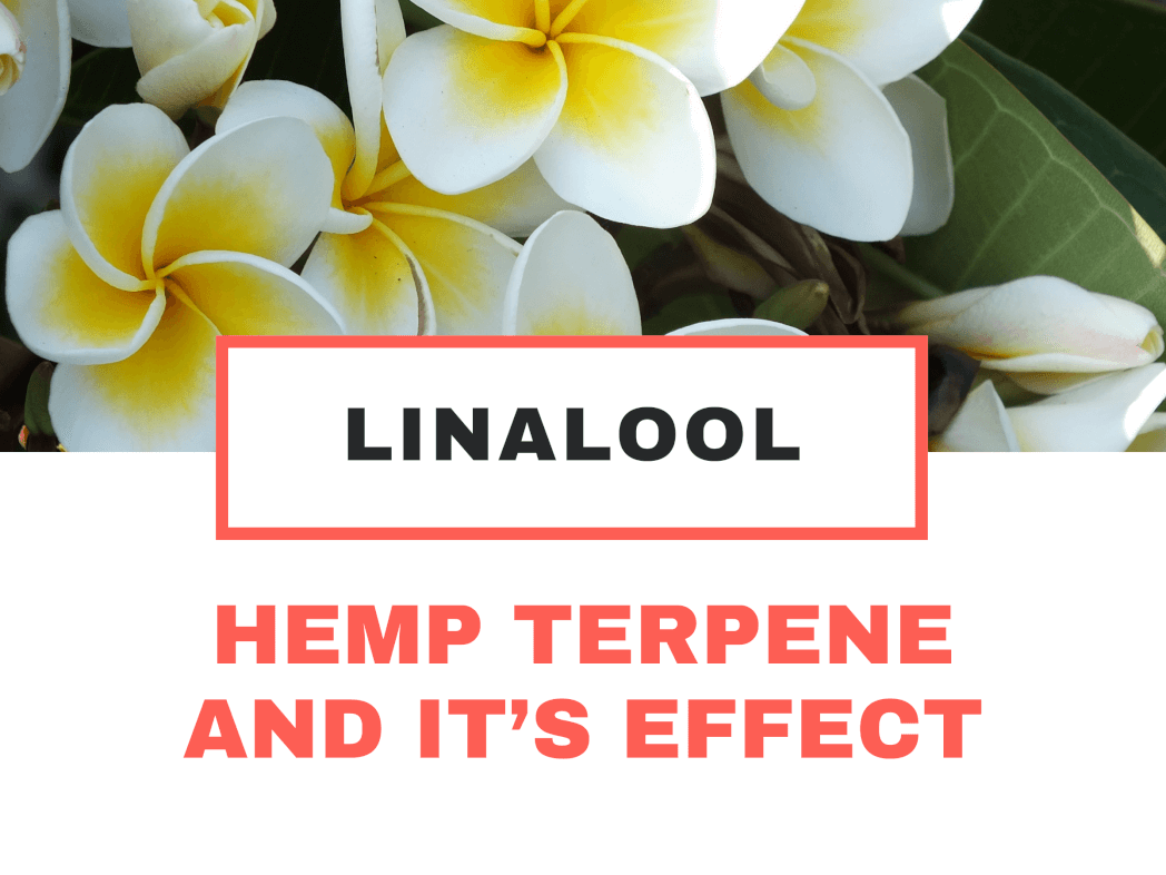 Top Terpene in Hemp Flower: Linalool