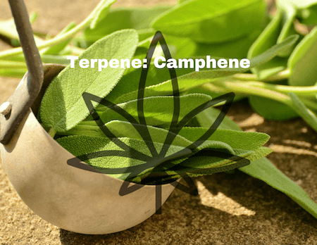 RESTART CBD Camphene Terpenes