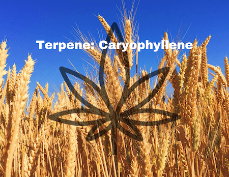 Restart CBD Caryiophyllene terpene - Austin TX