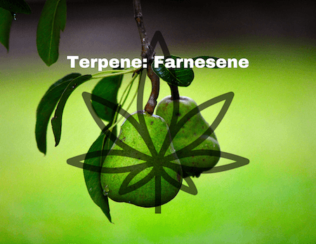 RESTART CBD Terpene Farnesene