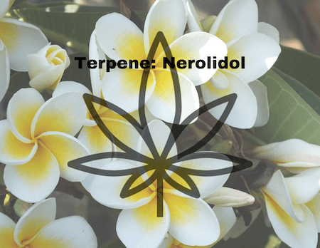 RESTART CBD Nerodiol terpene