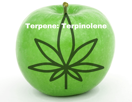 RESTART CBD Terpinolene Terpene