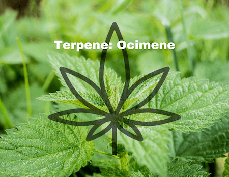 Restart CBD Terpene Ocimene