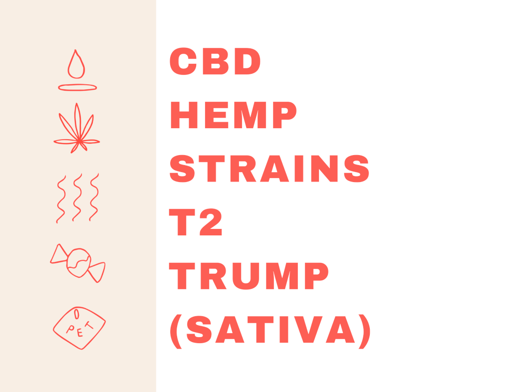 CBD HEMP STRAINS T2 TRUMP (SATIVA)