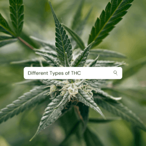 Different Types of THC Restart CBD Austin Tx