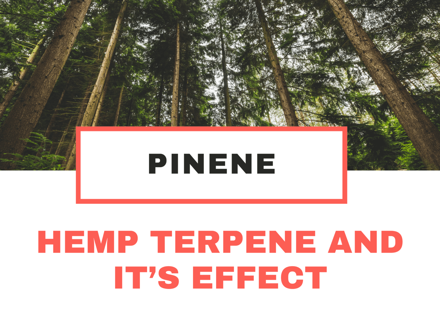 Top Terpene in Hemp Flower: Pinene