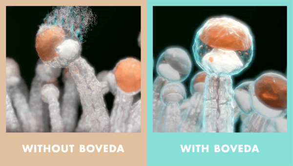 RESTART CBD and BOVEDA