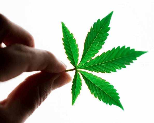 cannabis leaf