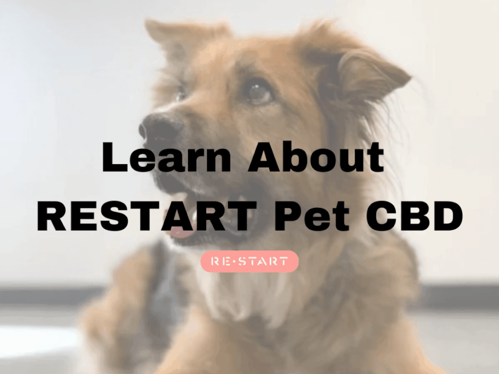 Learn About RESTART Pet CBD What You Need to Know about Pets and CBD
