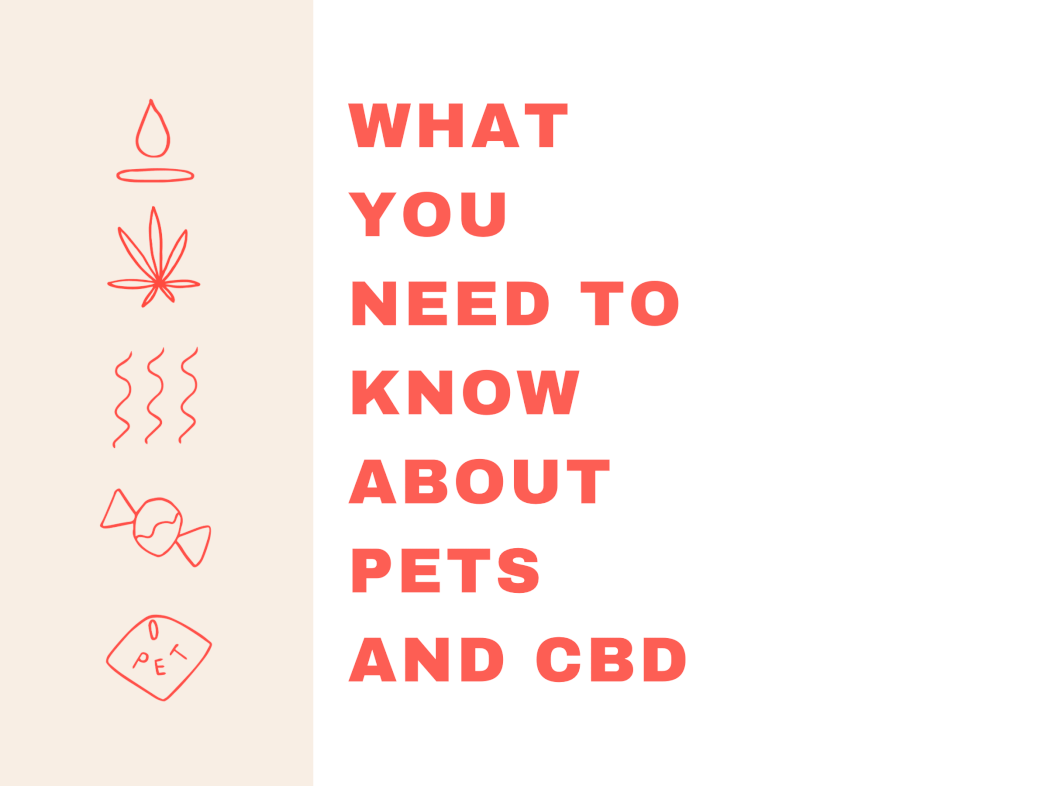 WHAT YOU NEED TO KNOW ABOUT PETS AND CBD