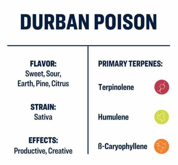 Durban Poison Information Card - Restart CBD