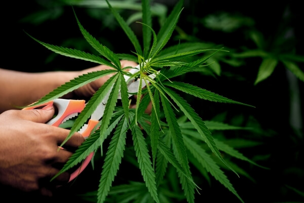 cutting-cannabis-leaves-holding-by-hand