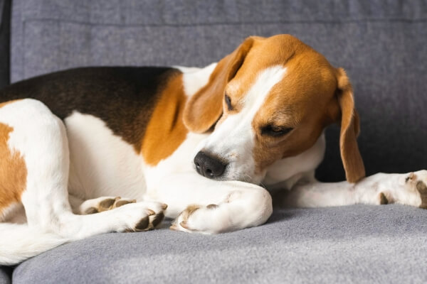 beagle-dog-biting-his-itching-skin-legs