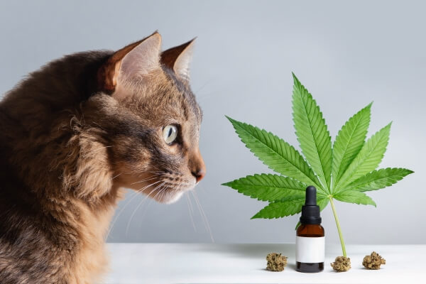 cbd-pets-healthcare-medical-about-cannabis-hemp-marijuana-extract-oil-weed-cat-face