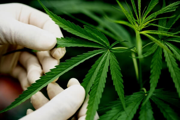green-leaf-marijuana-hand