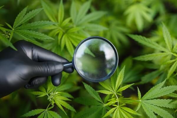 hand-black-glove-holding-magnifying-glass-look-bunch-hemp-leaves-hemp-cannabis-bush-marijuana-plantation-medical-business-concept (1)
