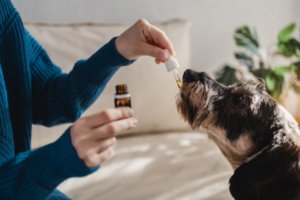 giving pet dog a dose of cbd