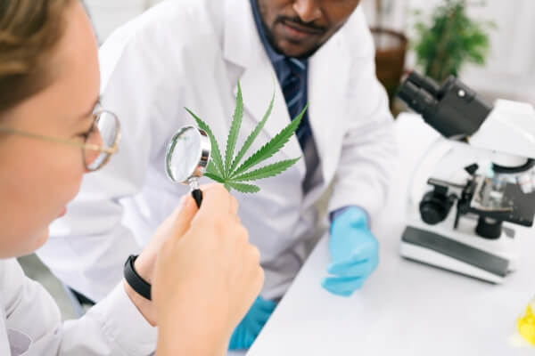 professional-researchers-checking-ganja-leaf-with-magnifier-working-hemp-plant-marijuana-research-cbd-oil-concept-herbal-alternative-medicine-cannabis-concept