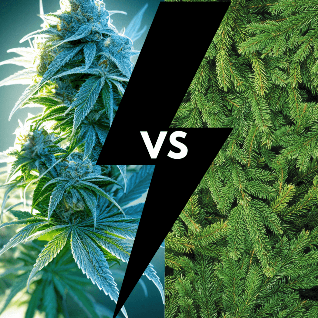 Cannabis Derived Terpenes vs. Plant Terpenes at Restart CBD