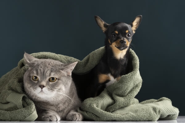 beautiful-pet-portrait-small-dog-cat
