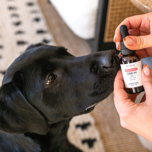 Pet CBD Oil NO THC - Image 5