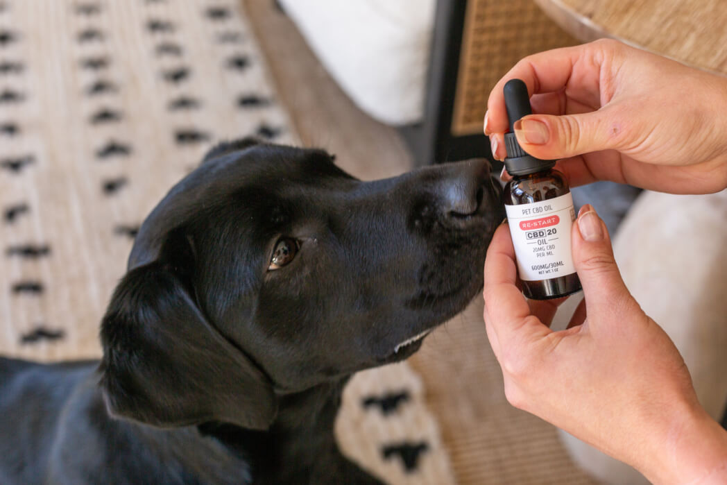 Pet CBD for anxiety