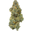 THCA Flower Bleu Runtz - Exotic Hybrid/Indica - Image 2