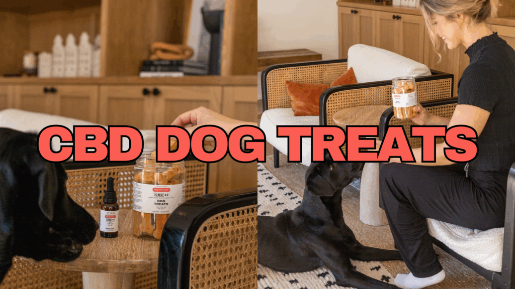 CBD DOG TREATS BENEFITS USES AND SAFETY RESTART CBD
